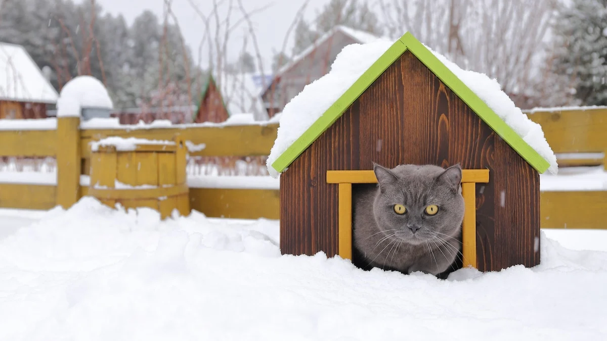 The Ultimate Guide to a Heated Cat House: Comfort, Safety, and Style for Your Feline Friend heated cat house